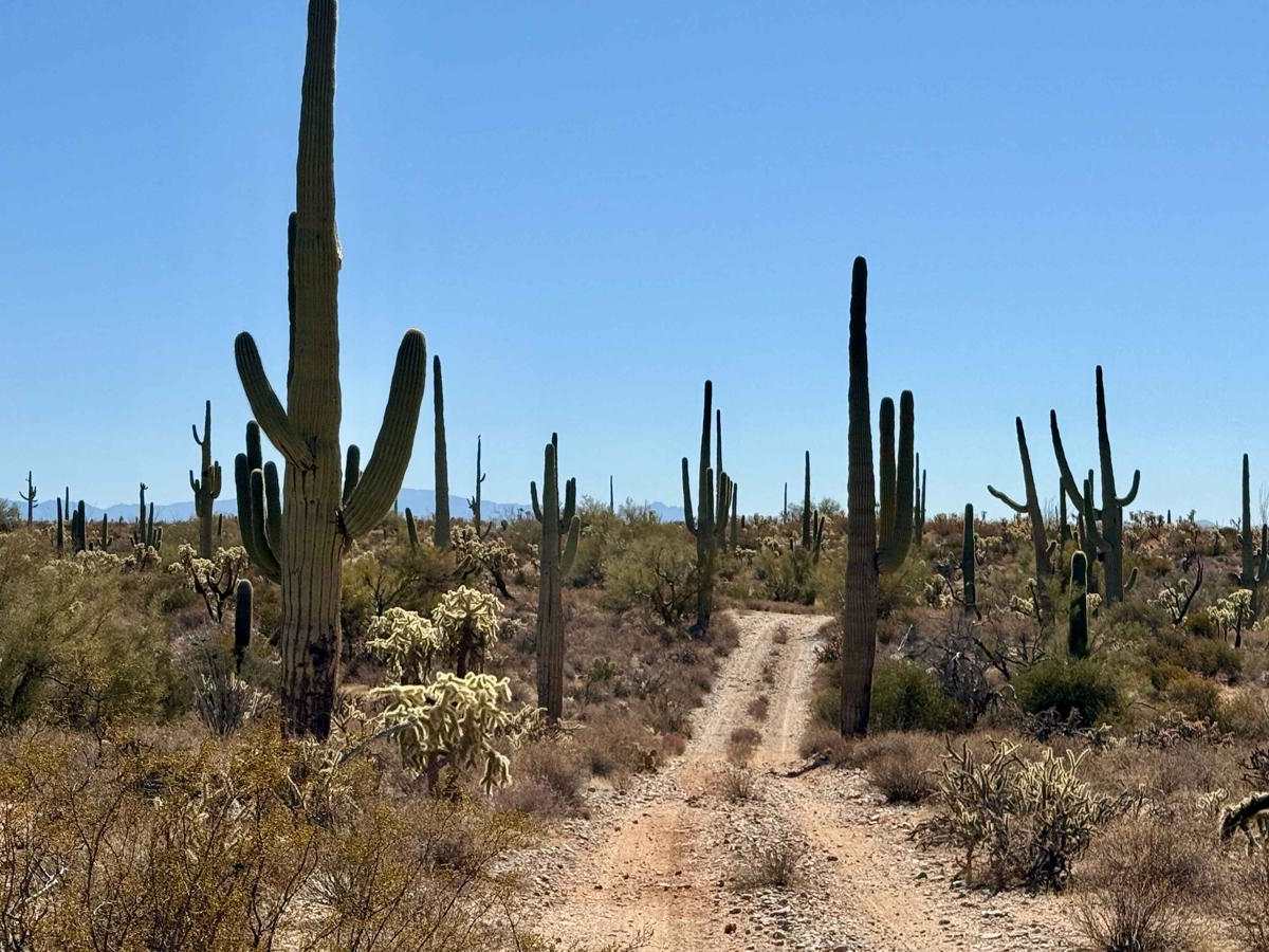 Chasing Cholla photo 5
