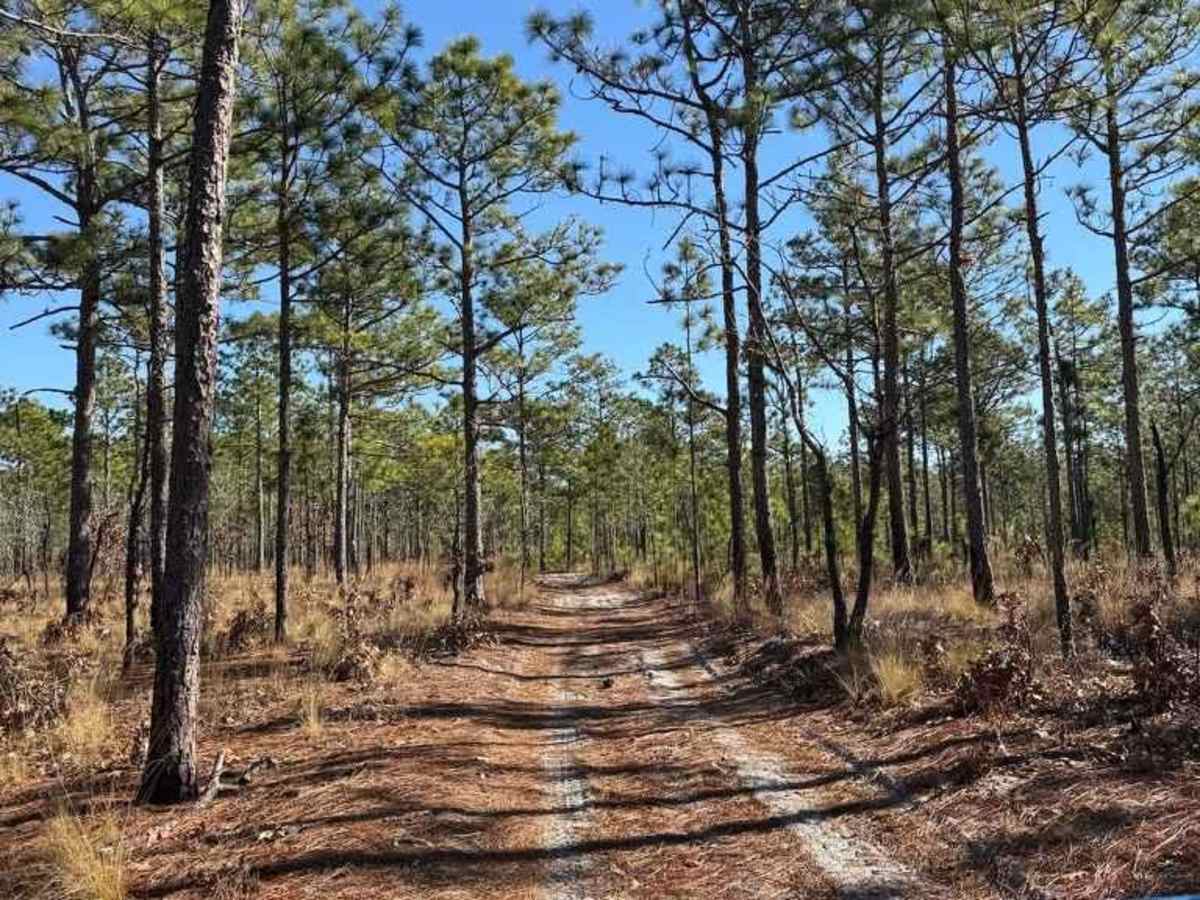 Pettiford Creek Trail 8 photo 2