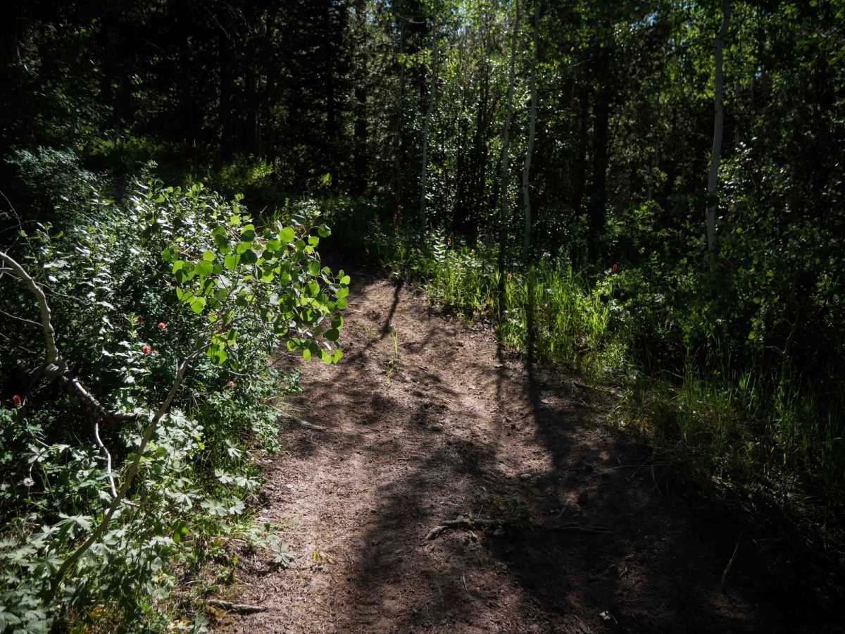 Pritchert Springs West #5213  photo 4