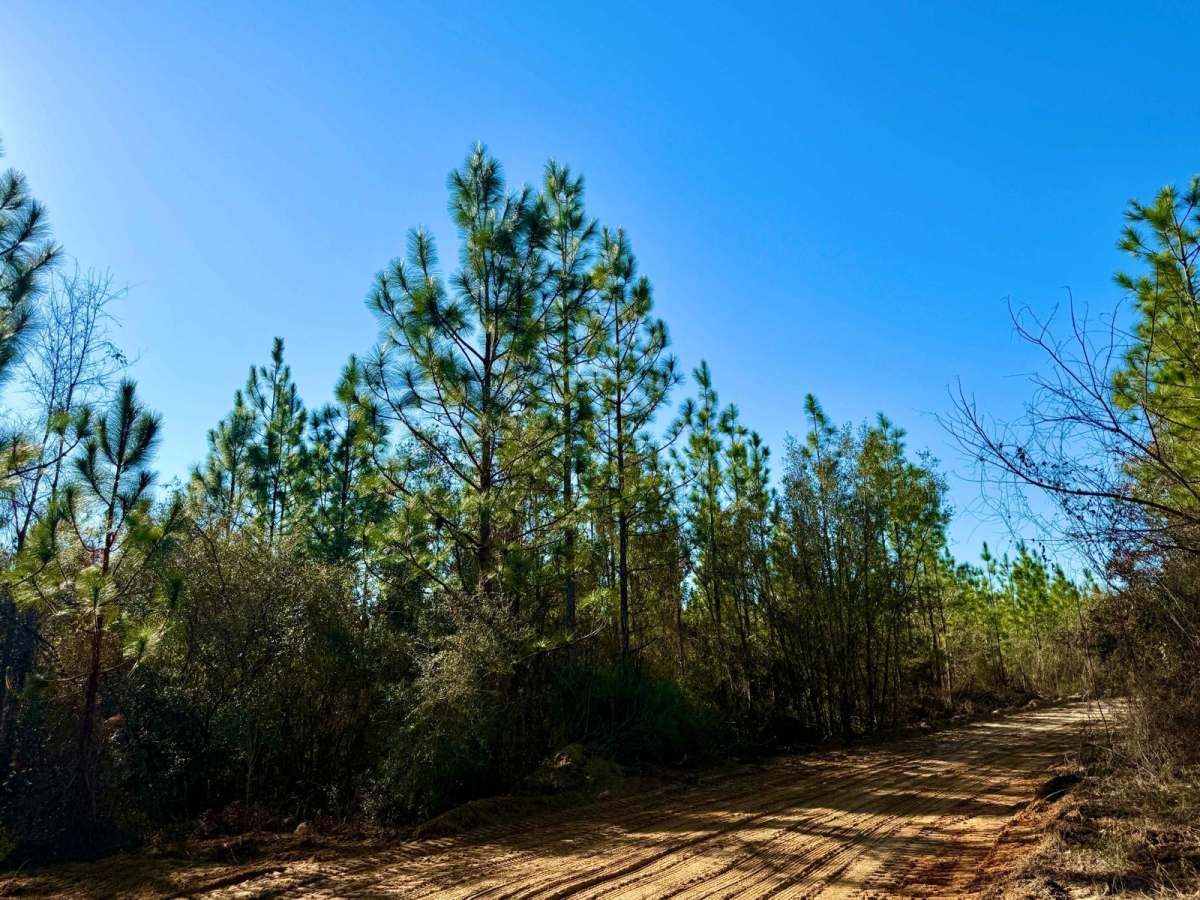 Bluff Landing Loop trail photo