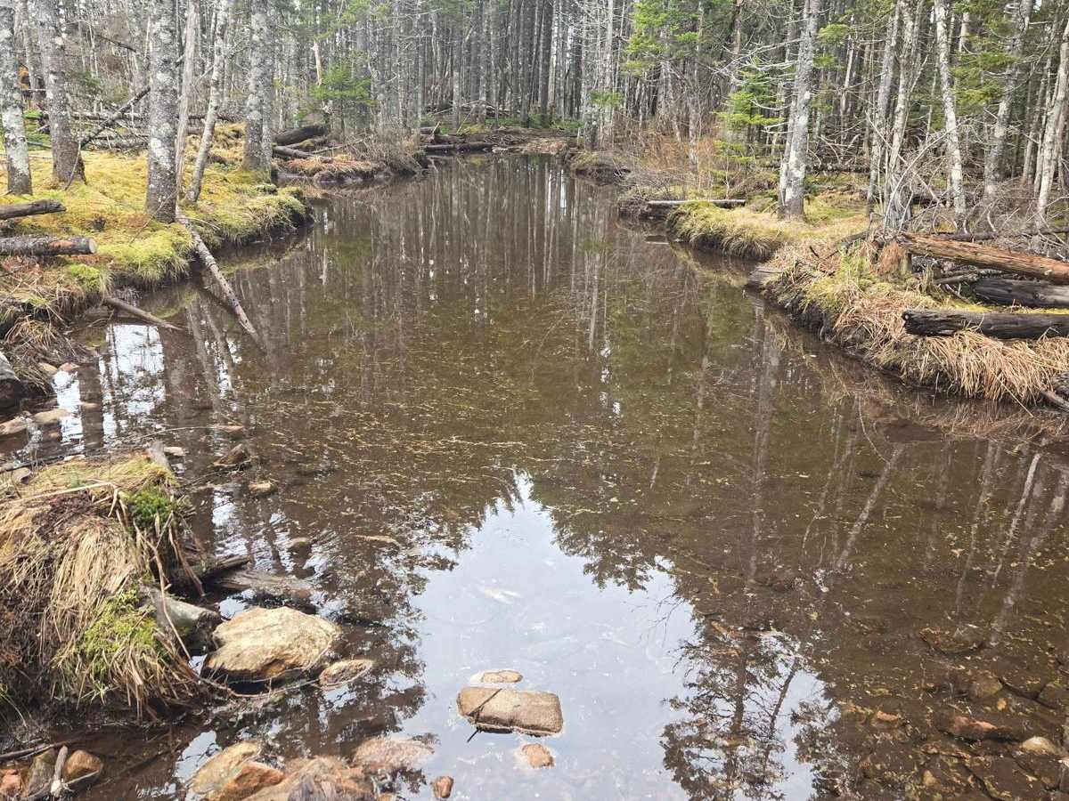 Rocky brook rd trail photo