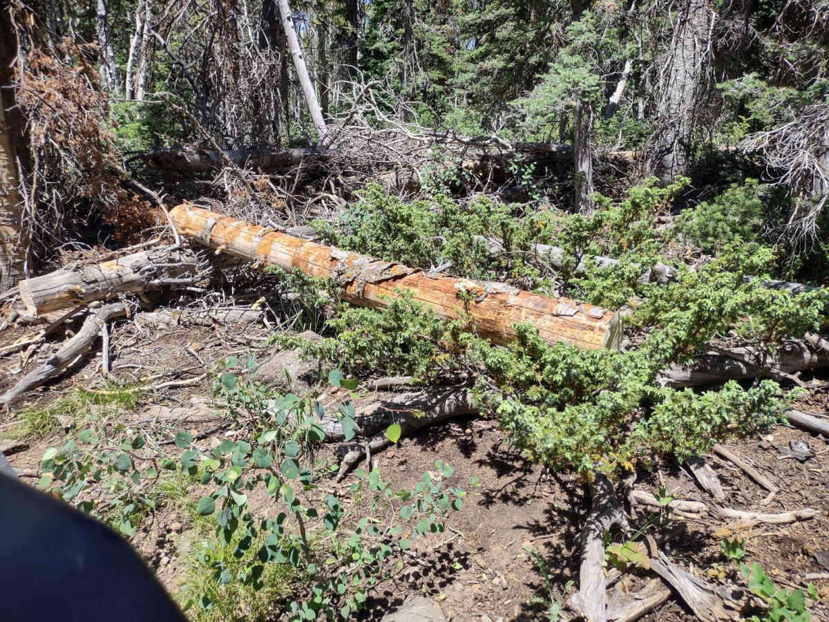 The Ugly, The Bad, and The Good (FS 40630/Dry Hollow/Trail ID 70) photo 6