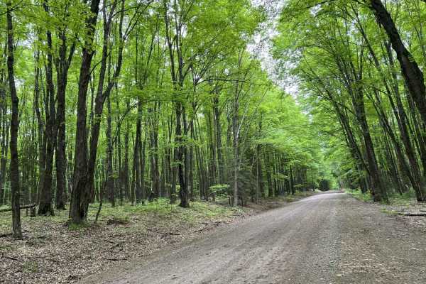 Pine River FR 2182