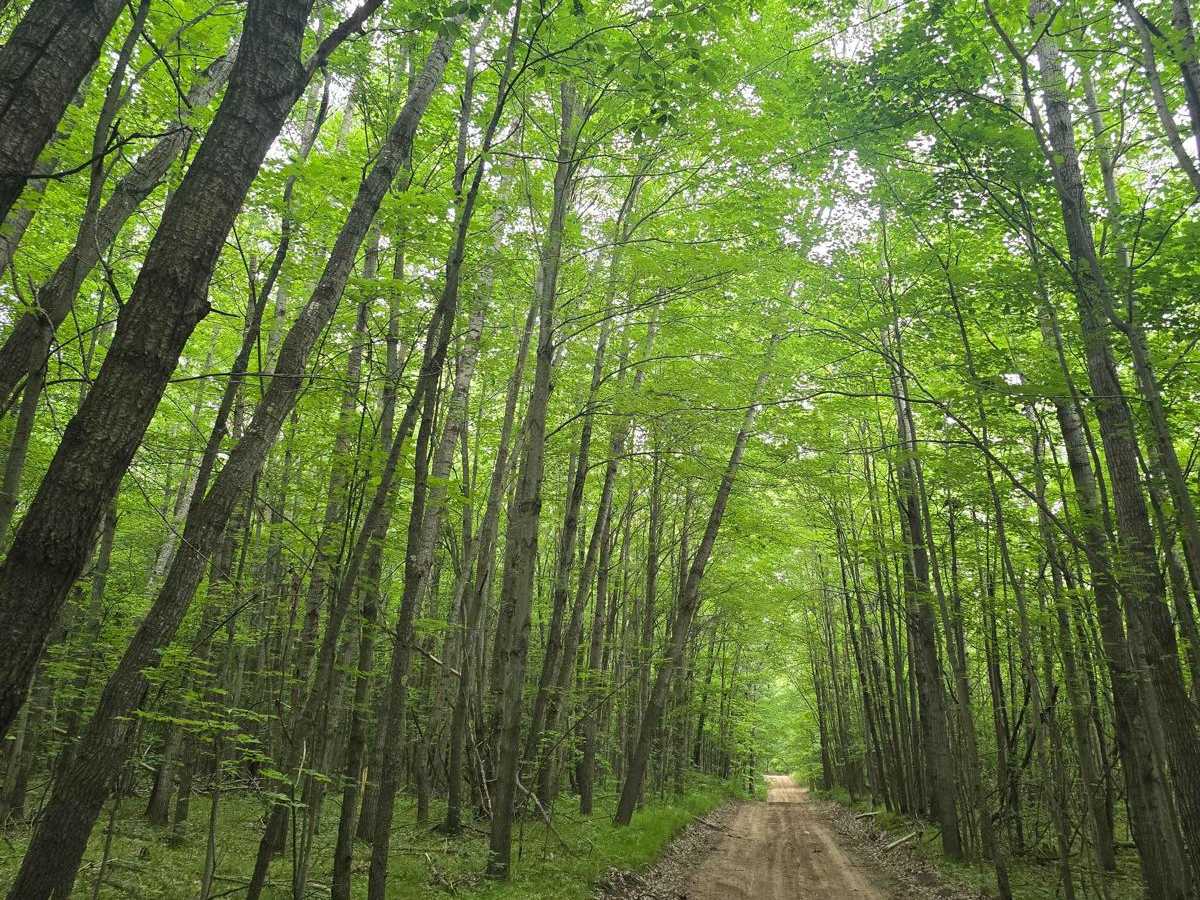 Hougton Creek Trail photo 3