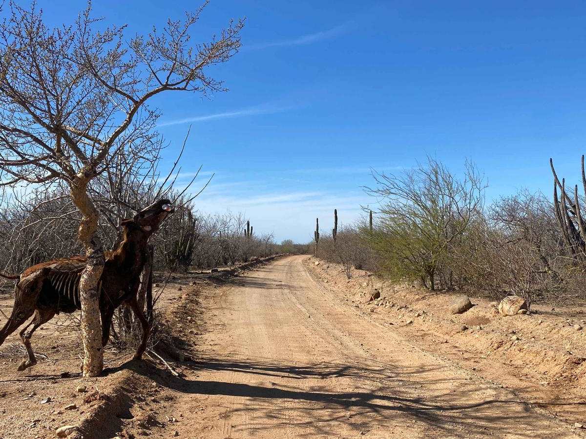 Rancho El Ademado Road photo 5