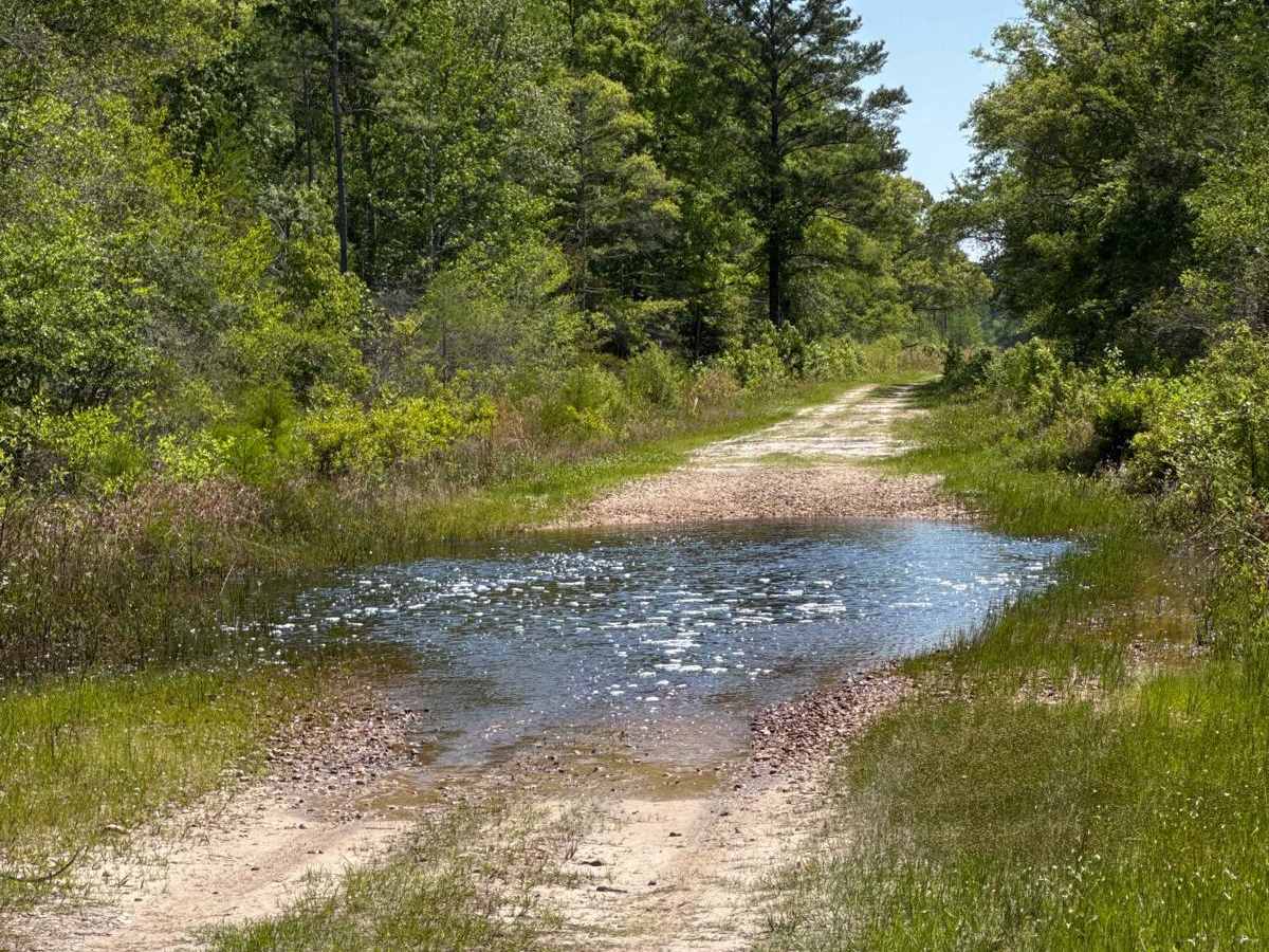 Grade 18.5 - Aucilla WMA photo 6