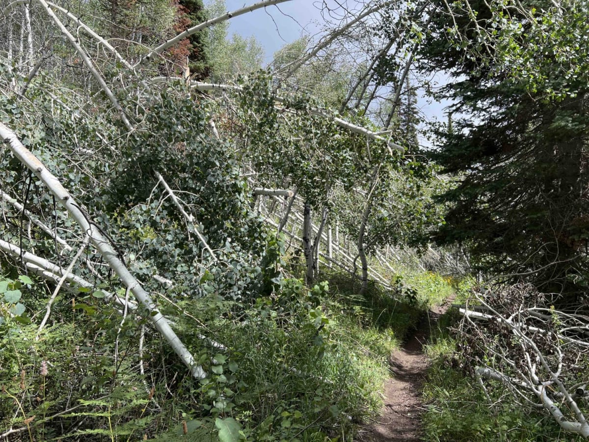 Pot Hollow (2037) photo 5