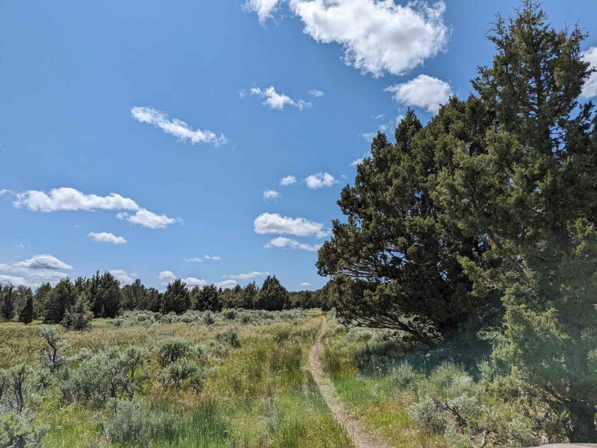 Virginia Valley to Stone House Road (Oregon BDR) photo 3