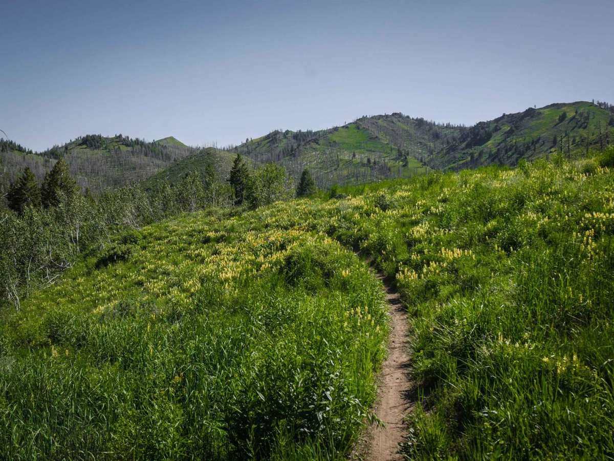 Mahoney - Lodgepole Connector trail photo