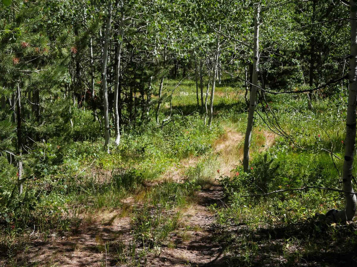 Trail Hollow #3368  trail photo