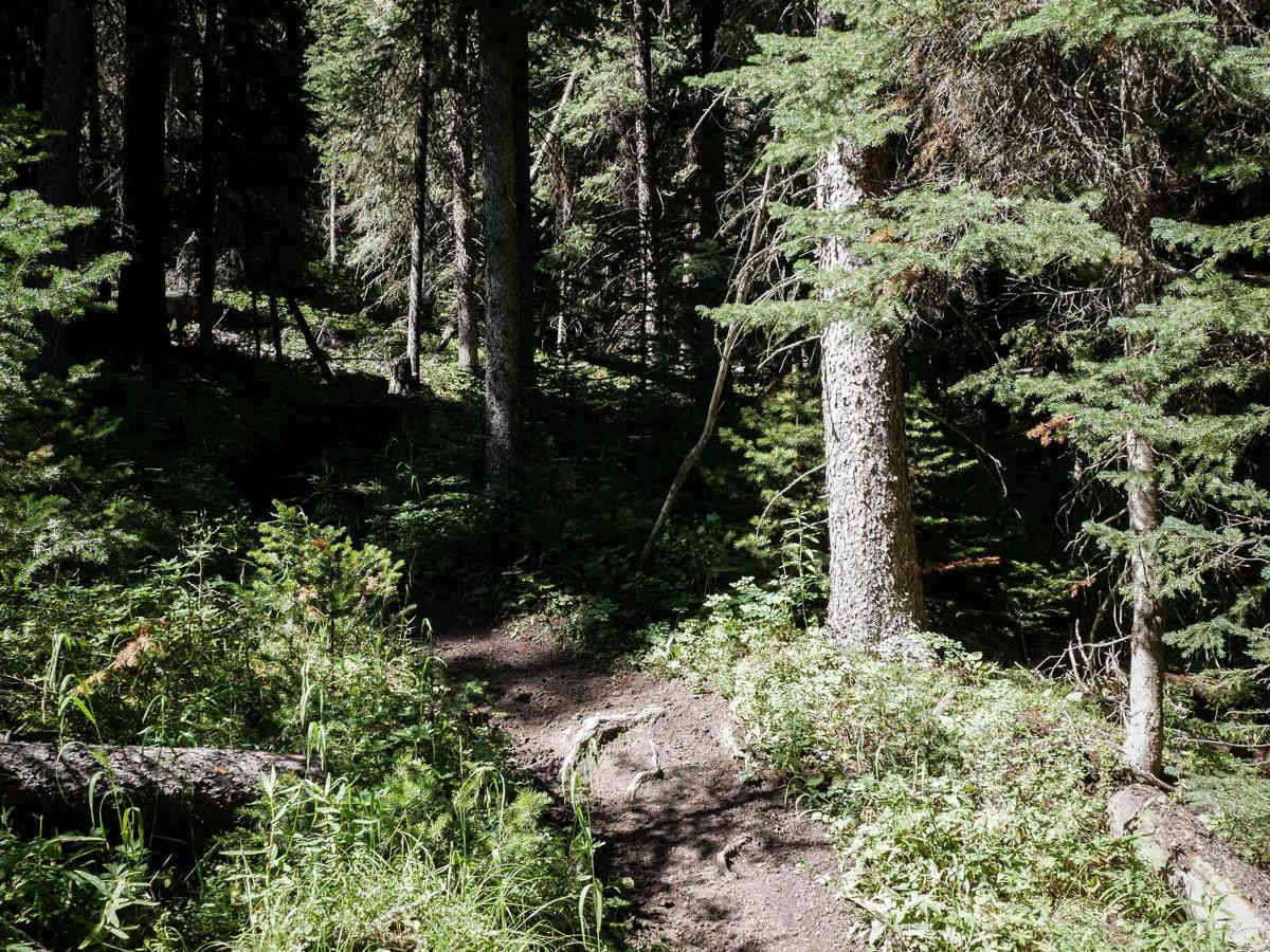 Cinnamon Meadow photo 2