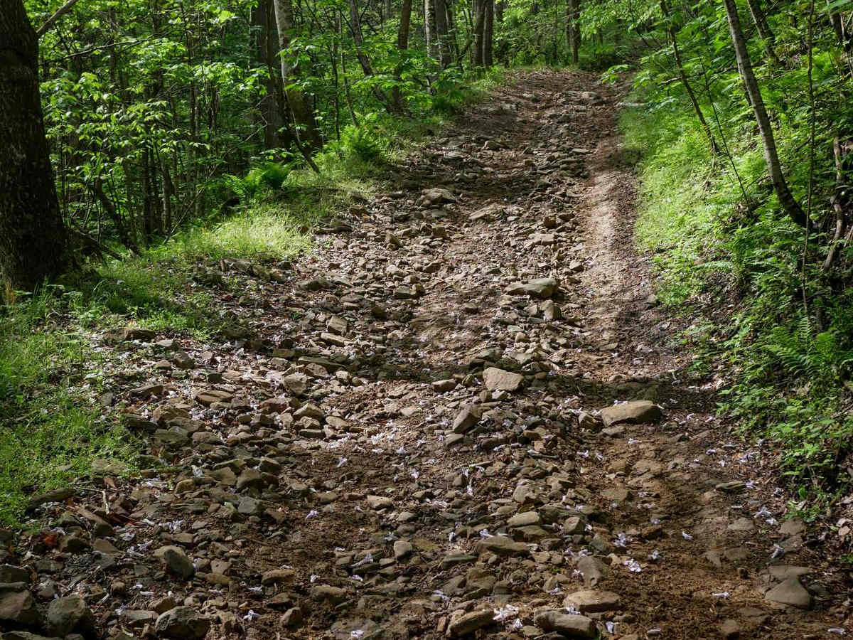 PC 91 trail photo