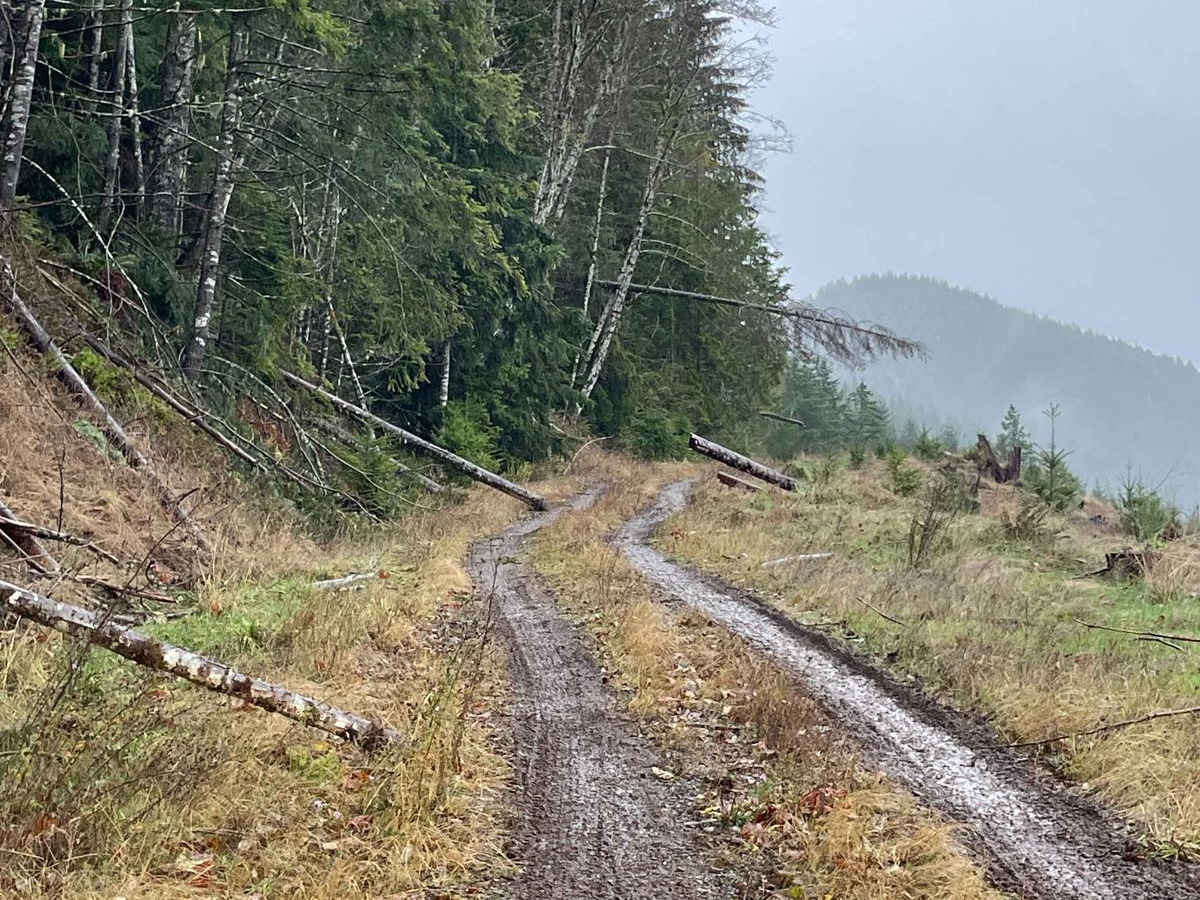 FS 7301 trail photo