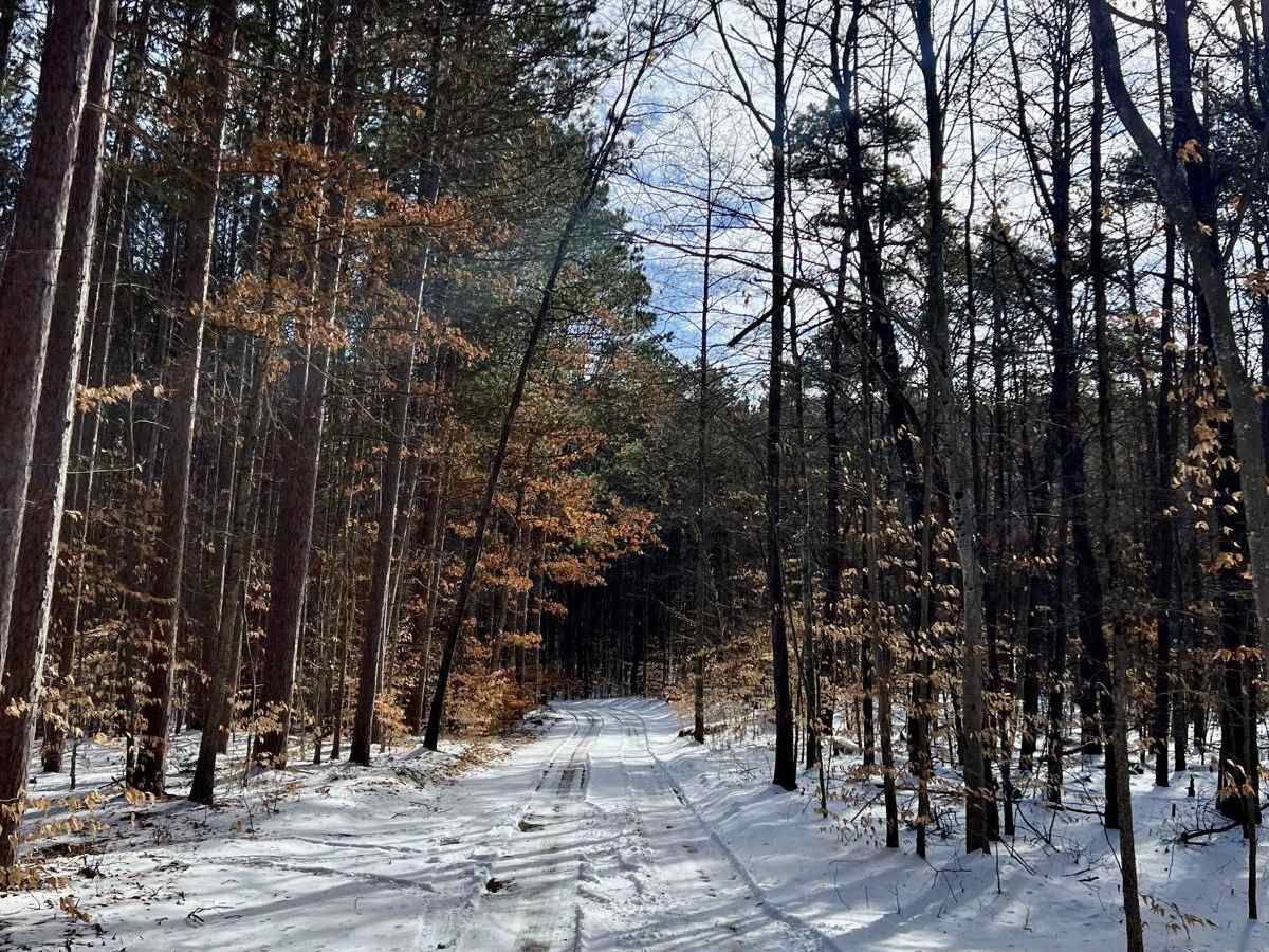 NFS 5534 (Brush Lake Trail) photo 5