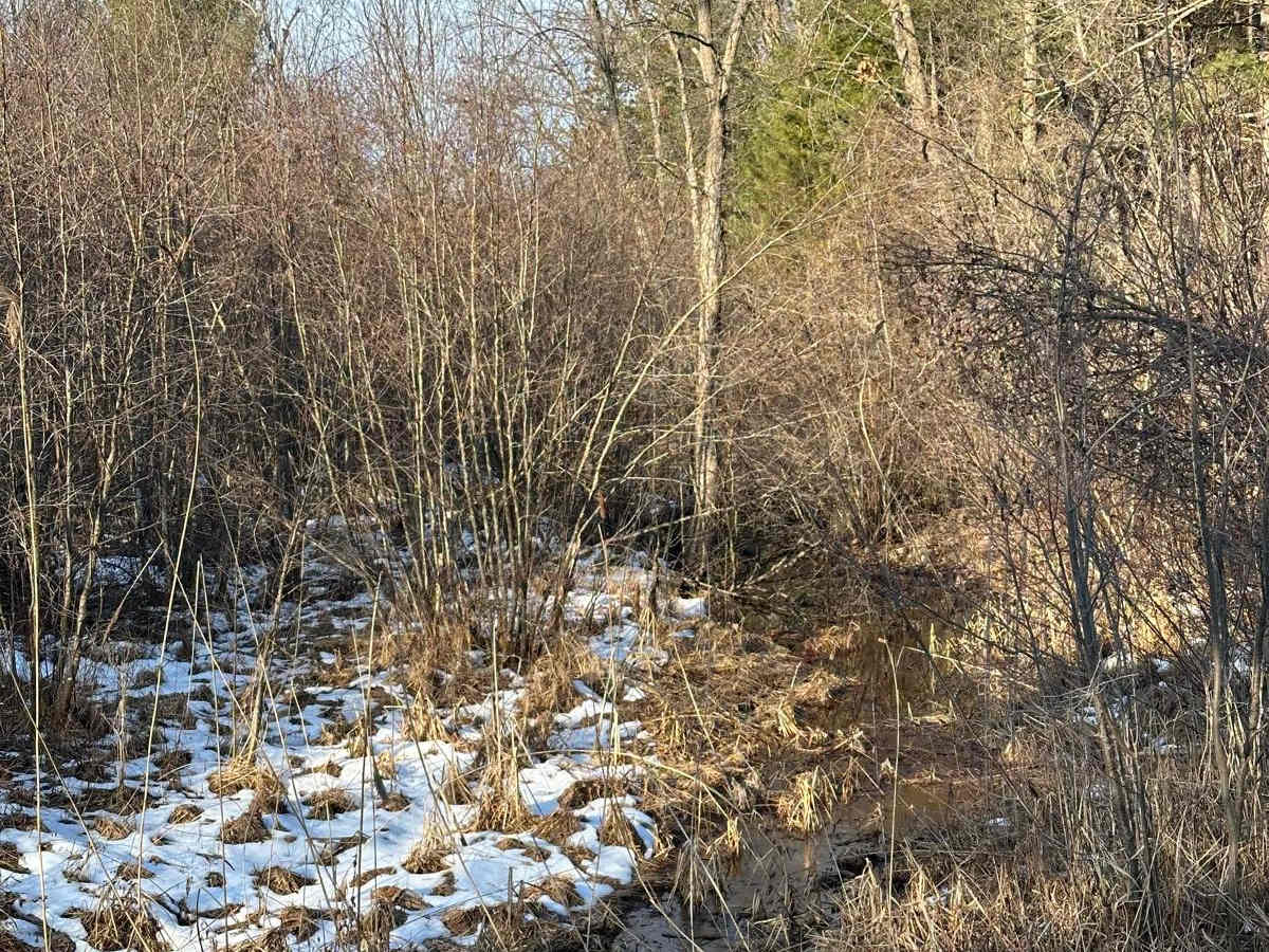 Grass Lake Road photo 3