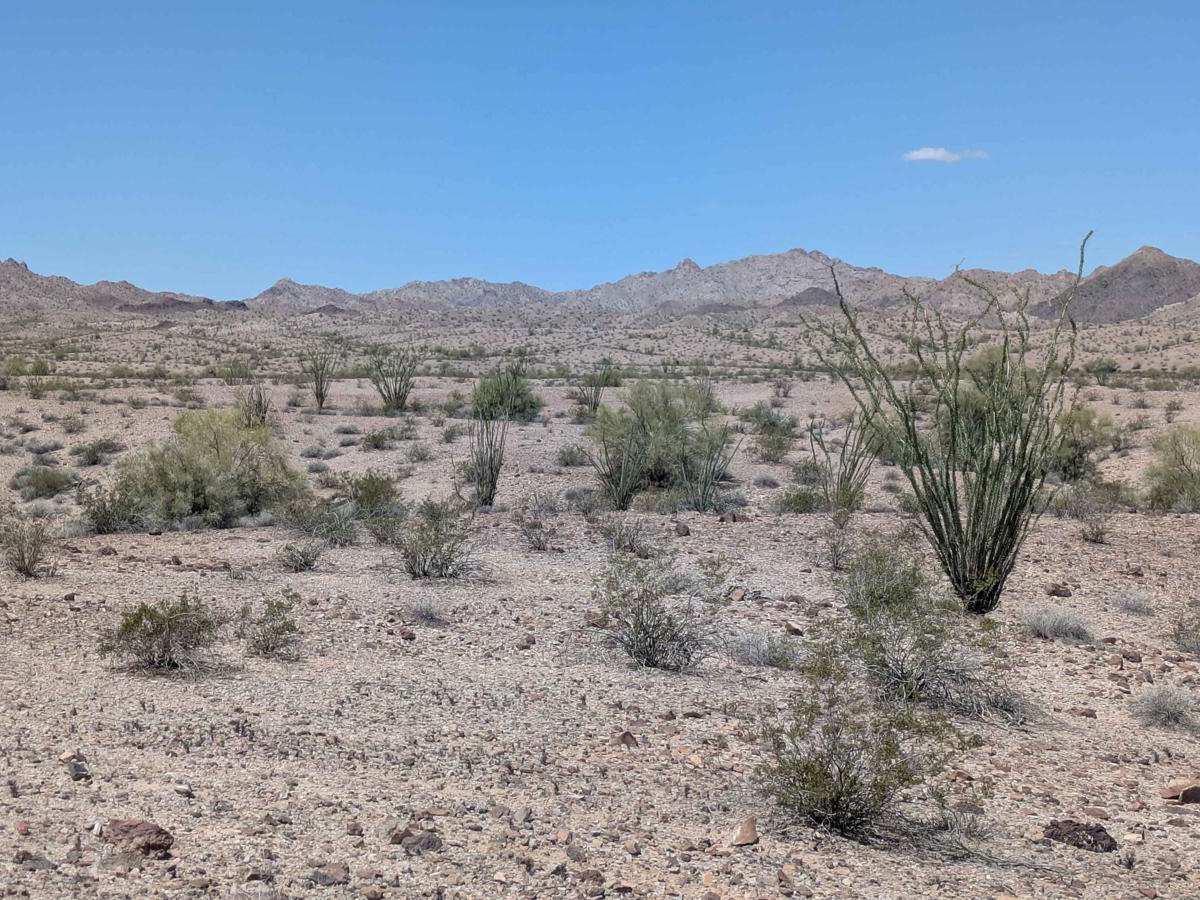 BLM 4341 photo 3