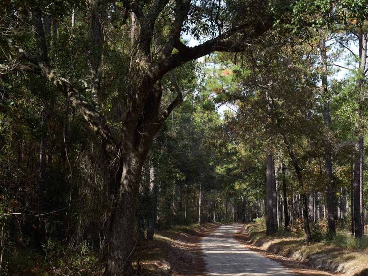 Mitchum Town Road trail photo