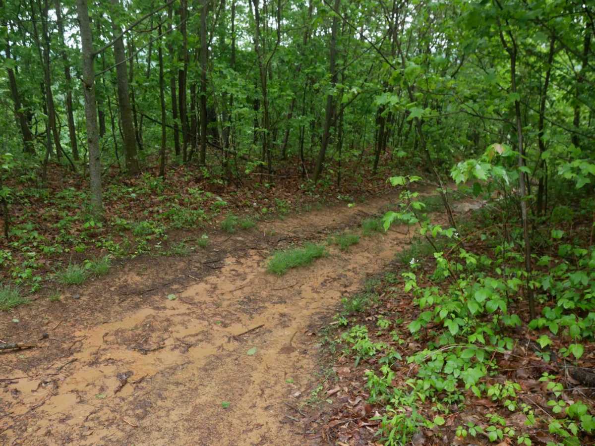 CC18 trail photo