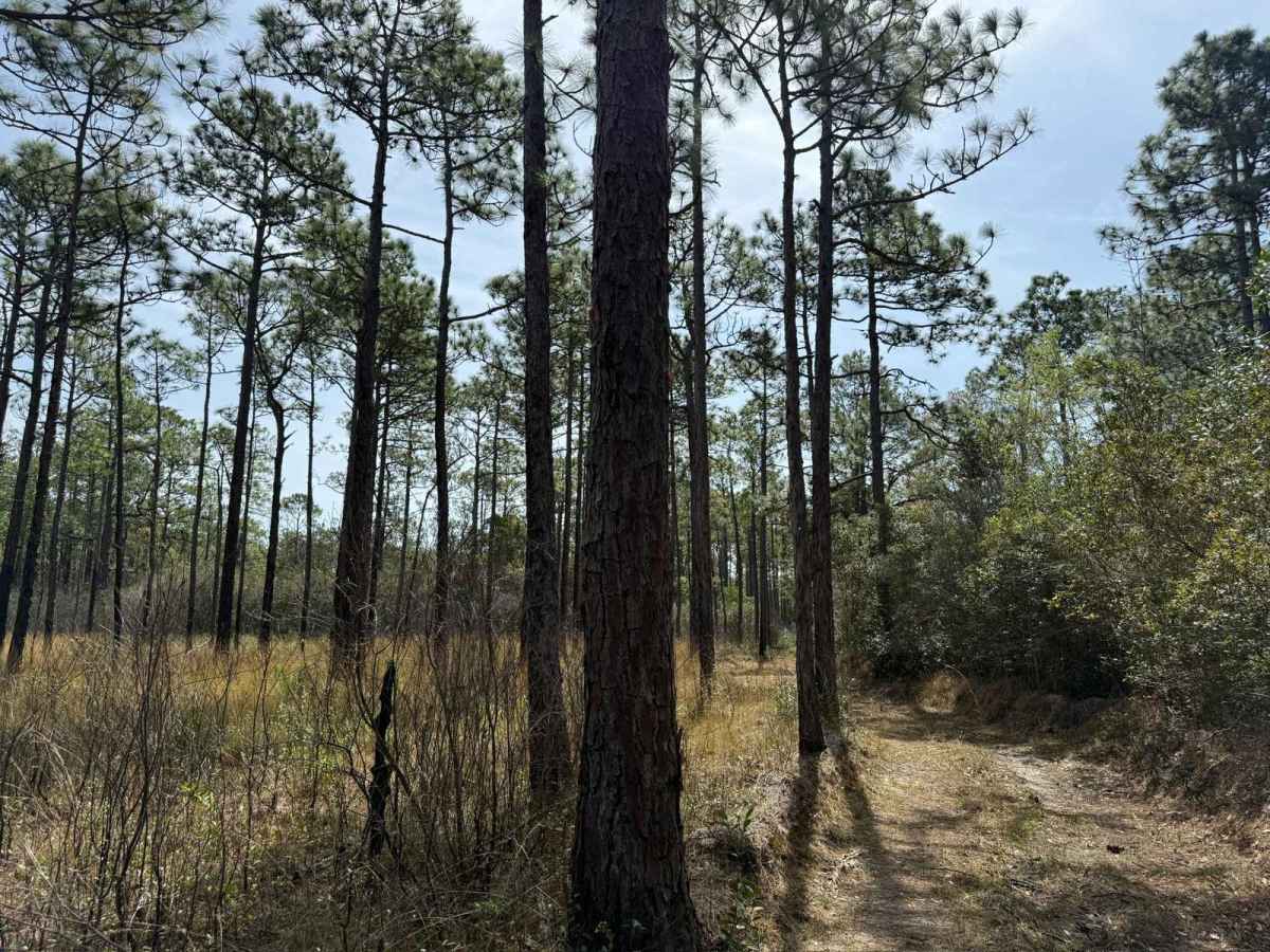 Pettiford Creek Trail 13 photo 4