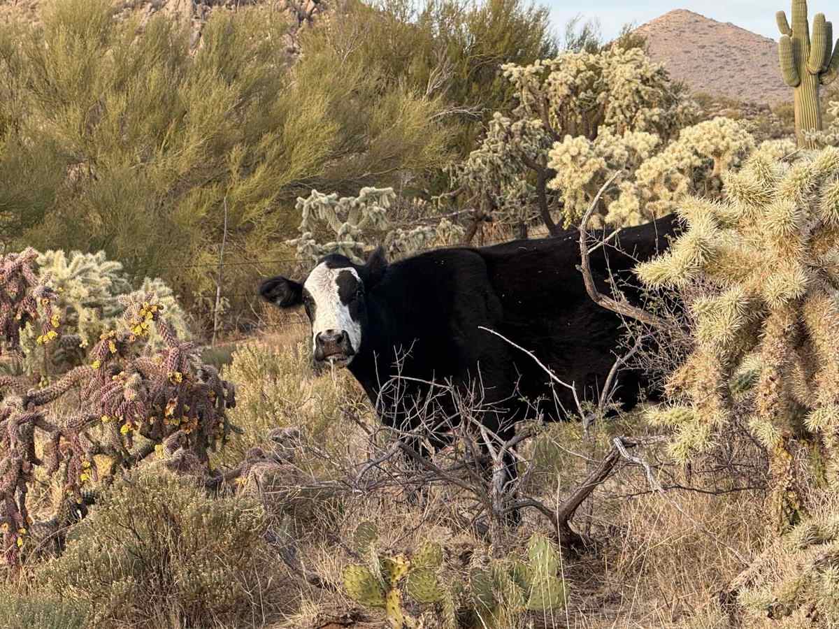 Good Enough For The Cows photo 2