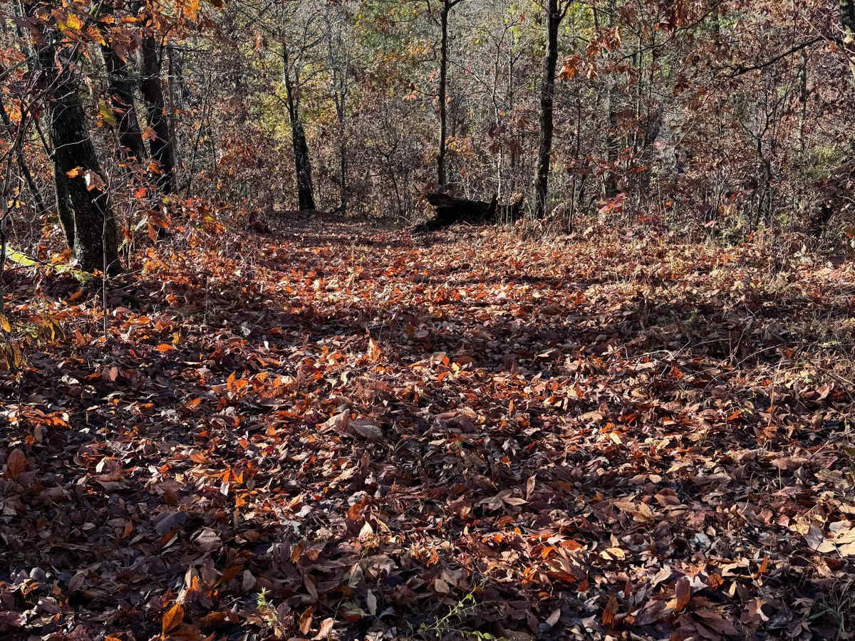 Green 109 photo 3