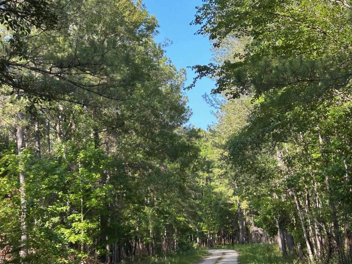 Lethcoe Road - FSR 230 trail photo