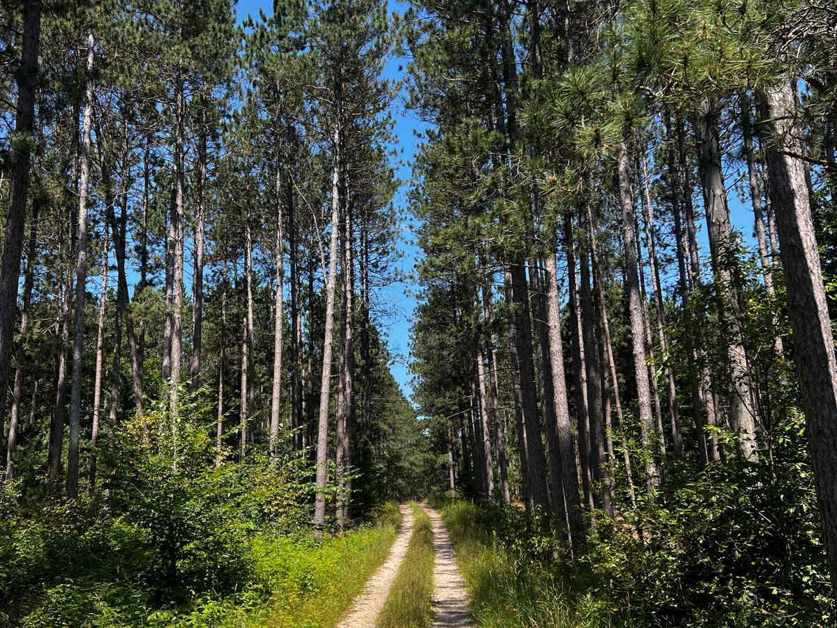 NFS 5552 trail photo