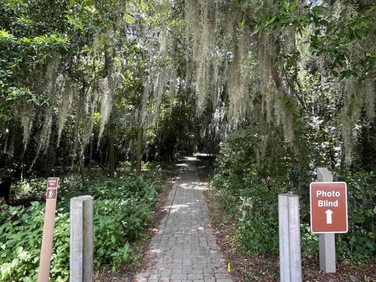 Savannah National Wildlife Refuge Scenic Drive photo 5