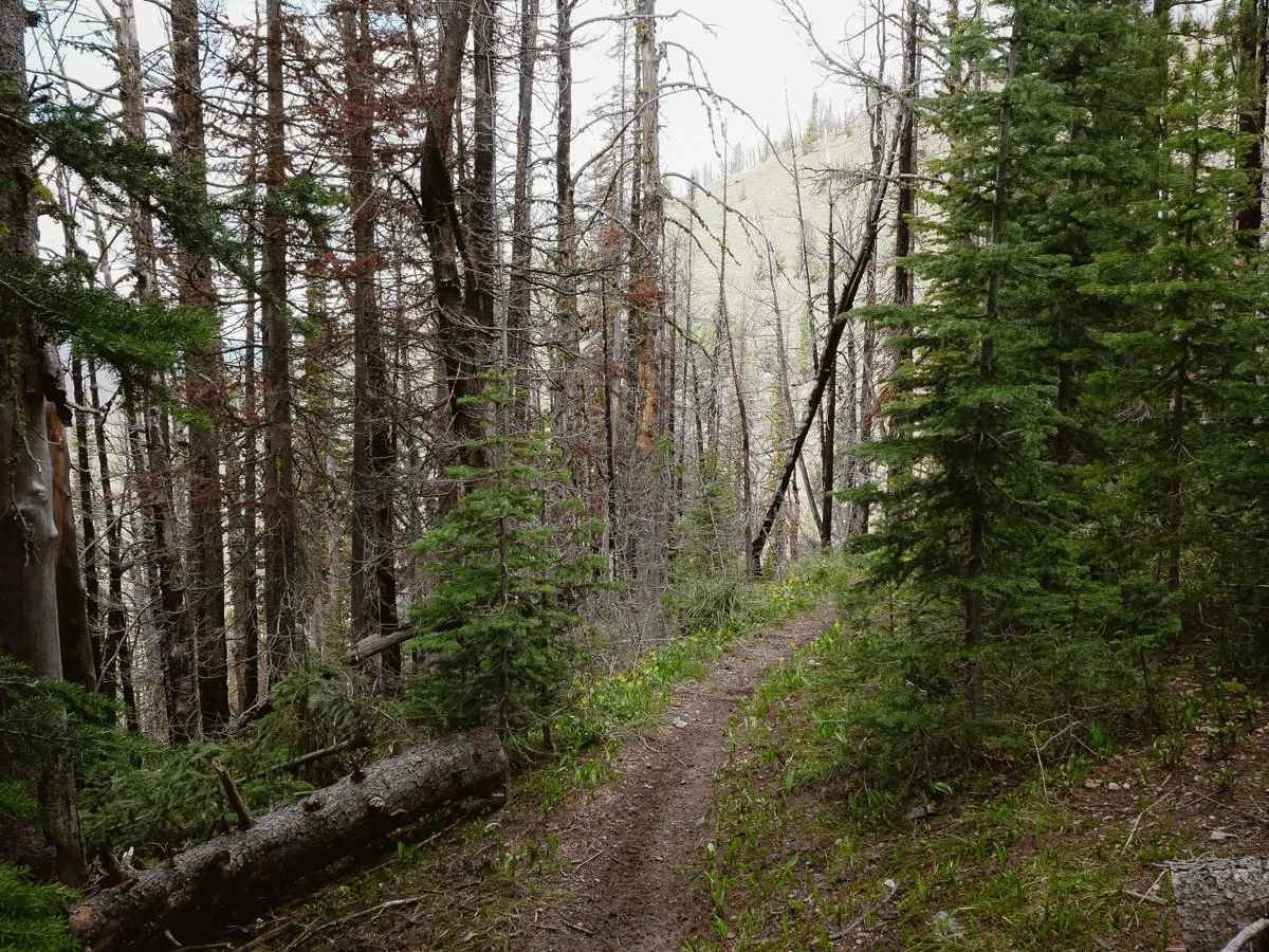 Three Mile Ridge photo 5