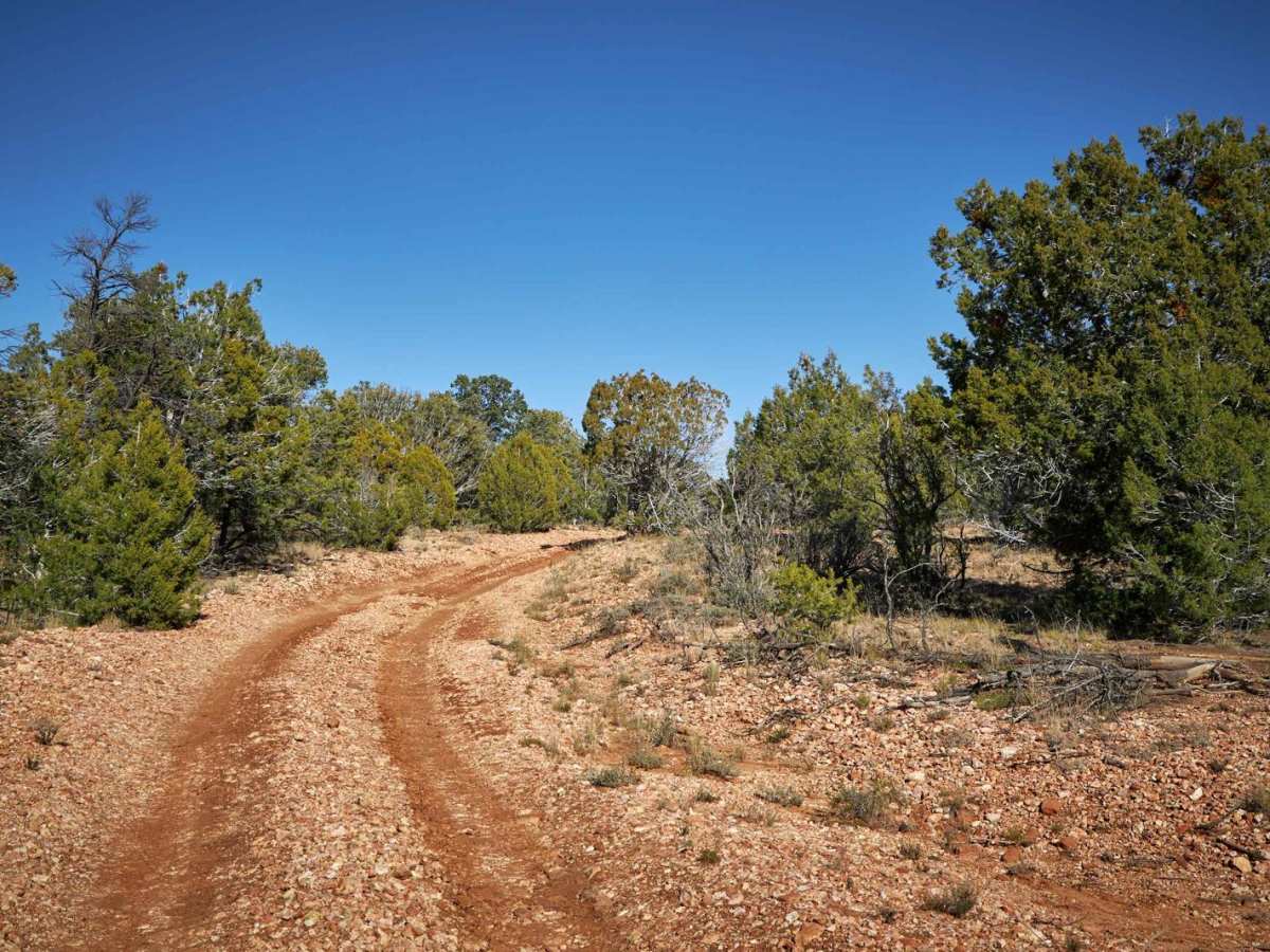 Rim Trail - FSR 310 photo 6