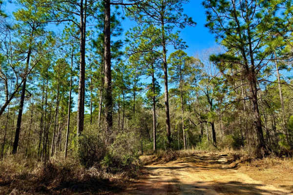 Florida State R47 Meadow Loop