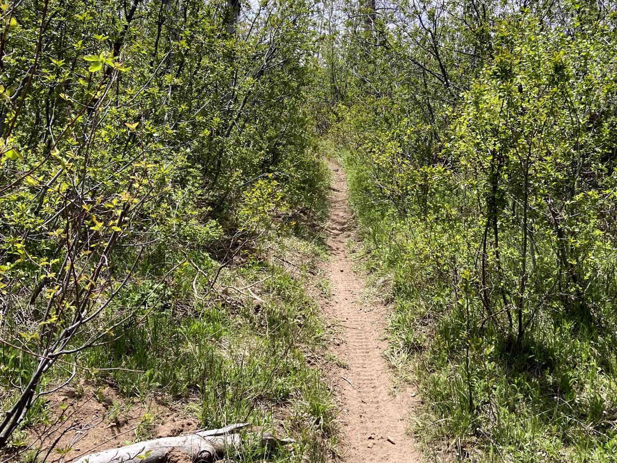 Massey Branch Trail photo 6