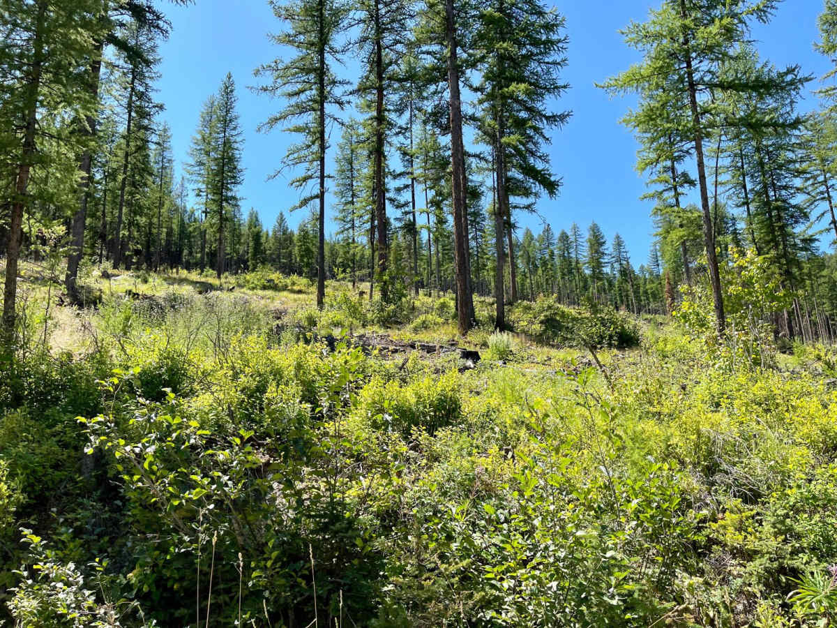 Wild Bill Saddle photo 4