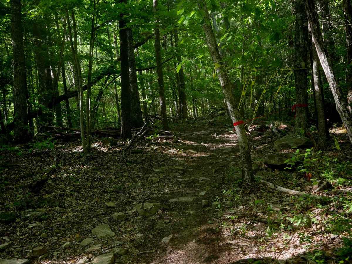 Single Track 2 photo 4