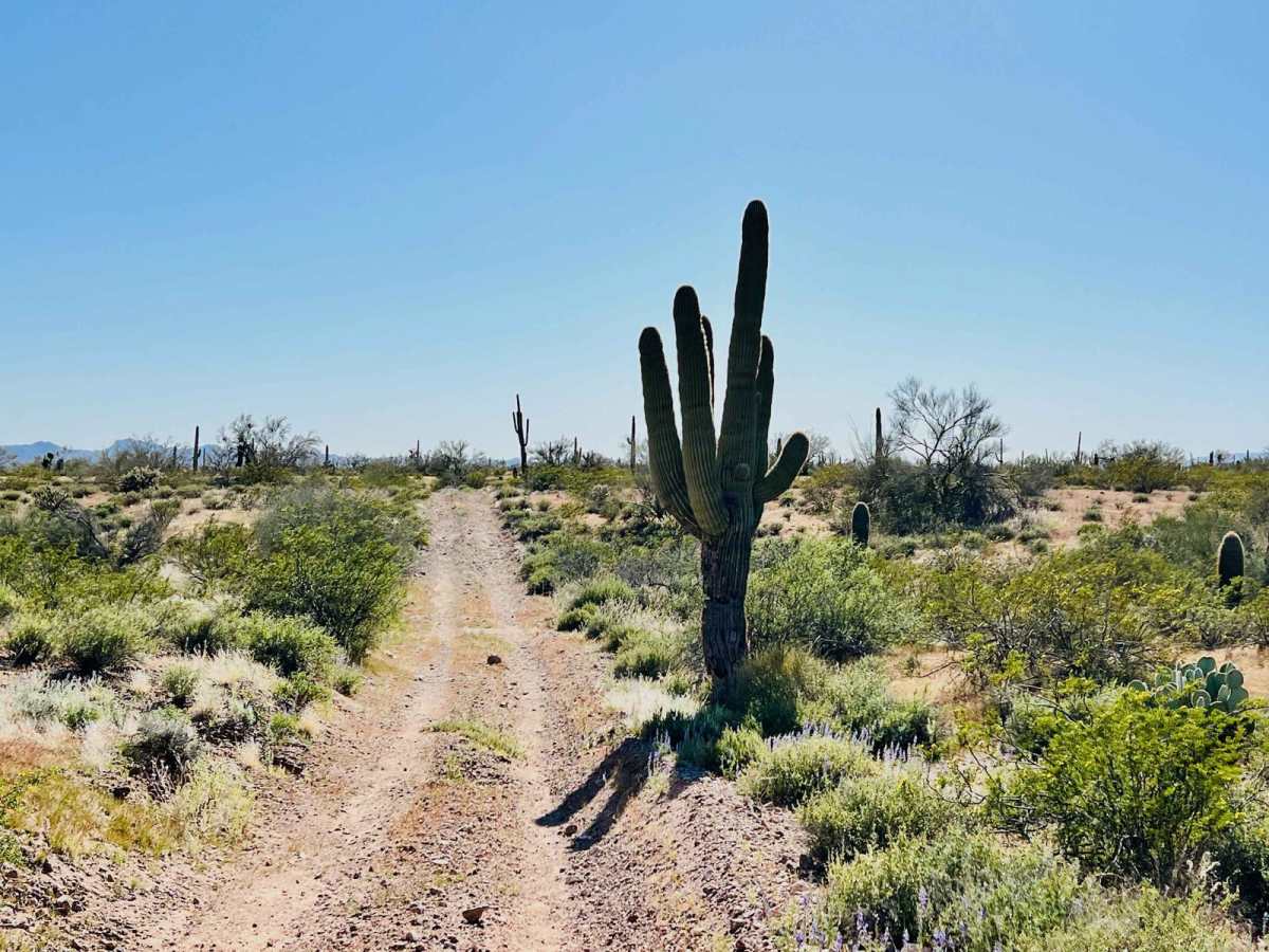 BLM 9088 photo 5