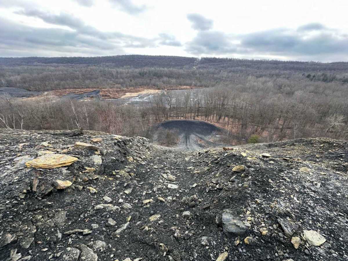 Locust Gap 8 photo 4