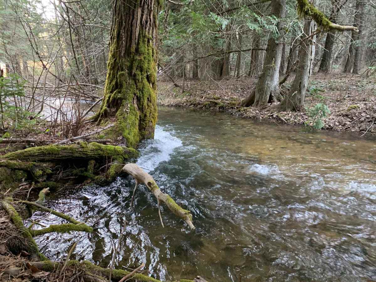 Brown Creek/Downy Creek (207) trail photo