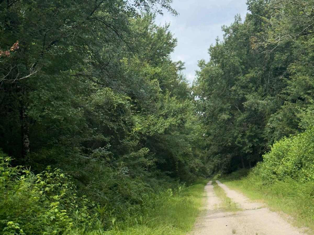 Middle Road - Pocosin Lakes National Wildlife Refuge photo 6