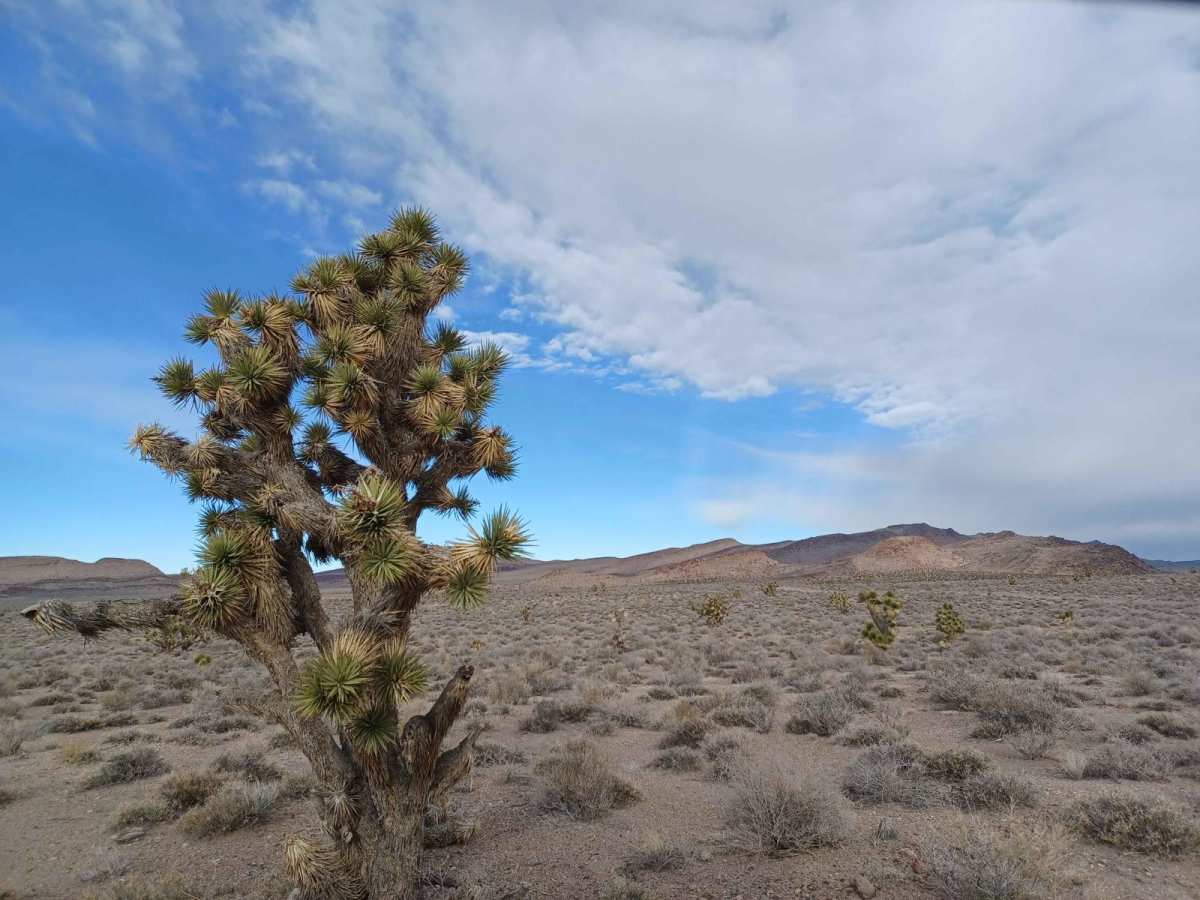 Old Buck Horn Road trail photo