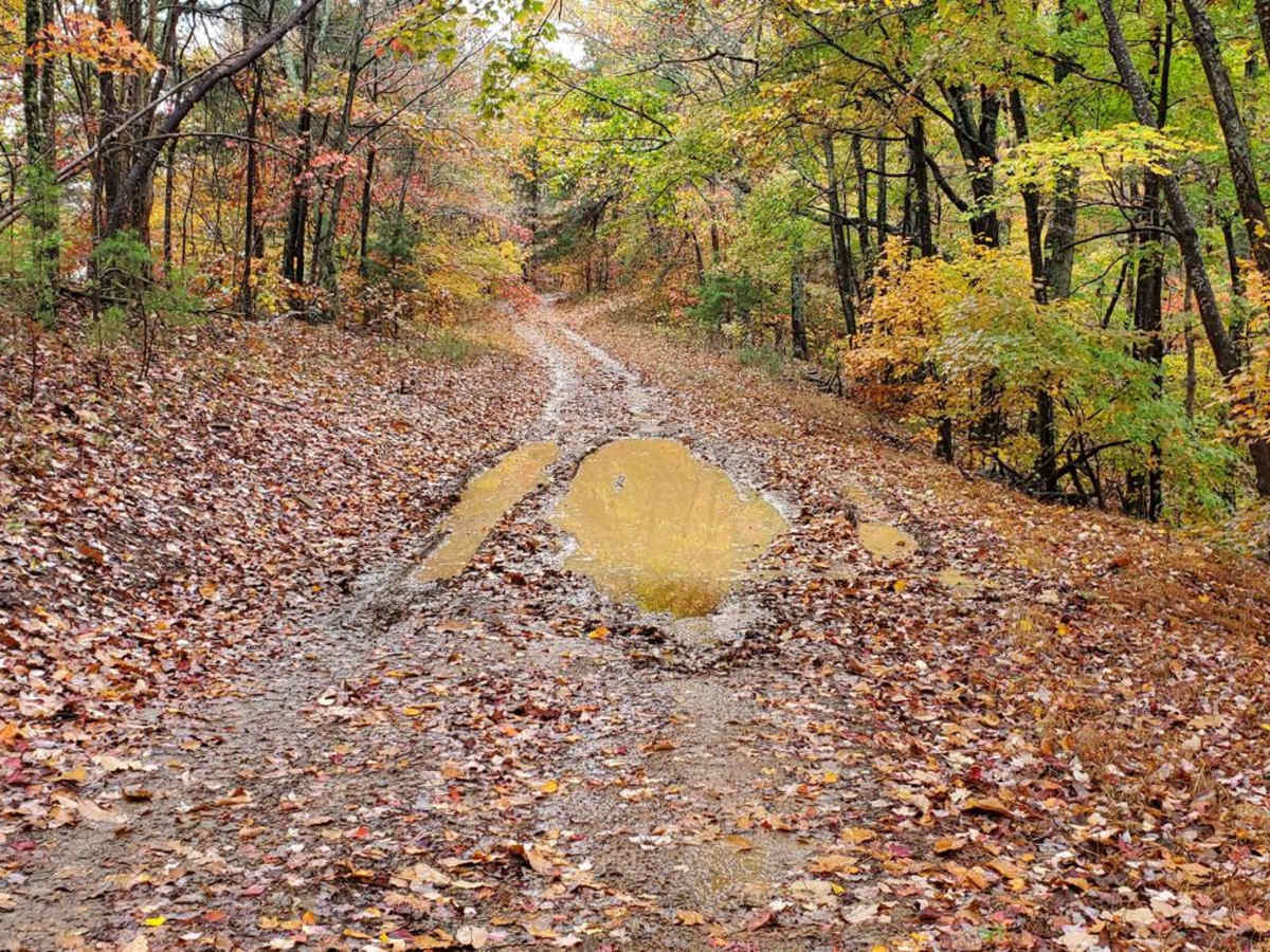 Bow Creek - FSR 955F trail photo