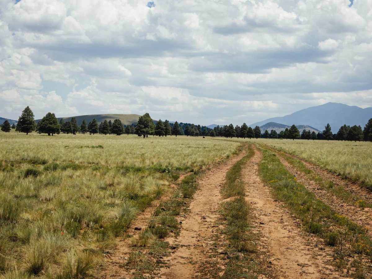 Cow Paradise photo 4