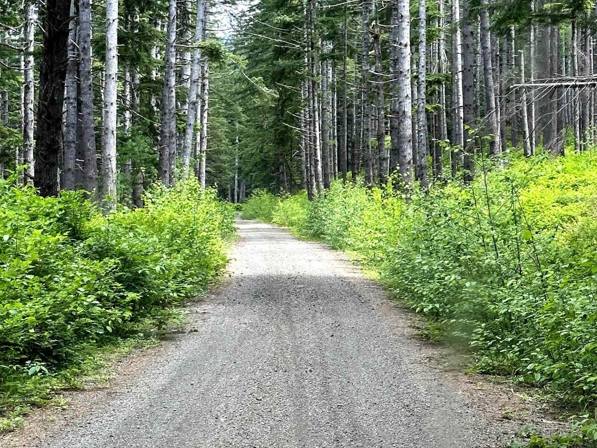 East Fork Humptulips Trail photo 3
