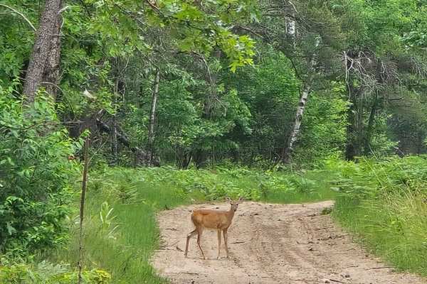 Hougton Creek Trail