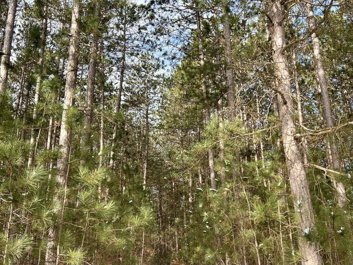 NFS 9218 trail photo