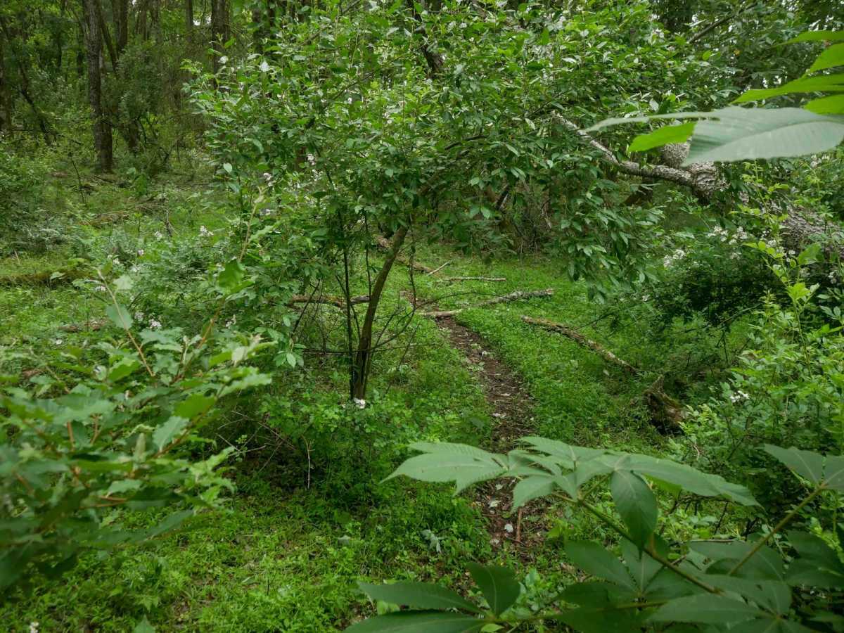 MV928 trail photo
