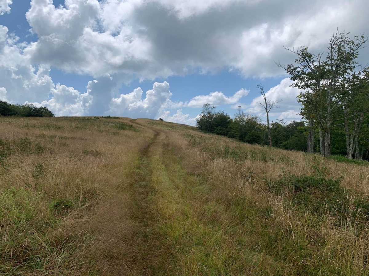 Wigg Meadow photo 6