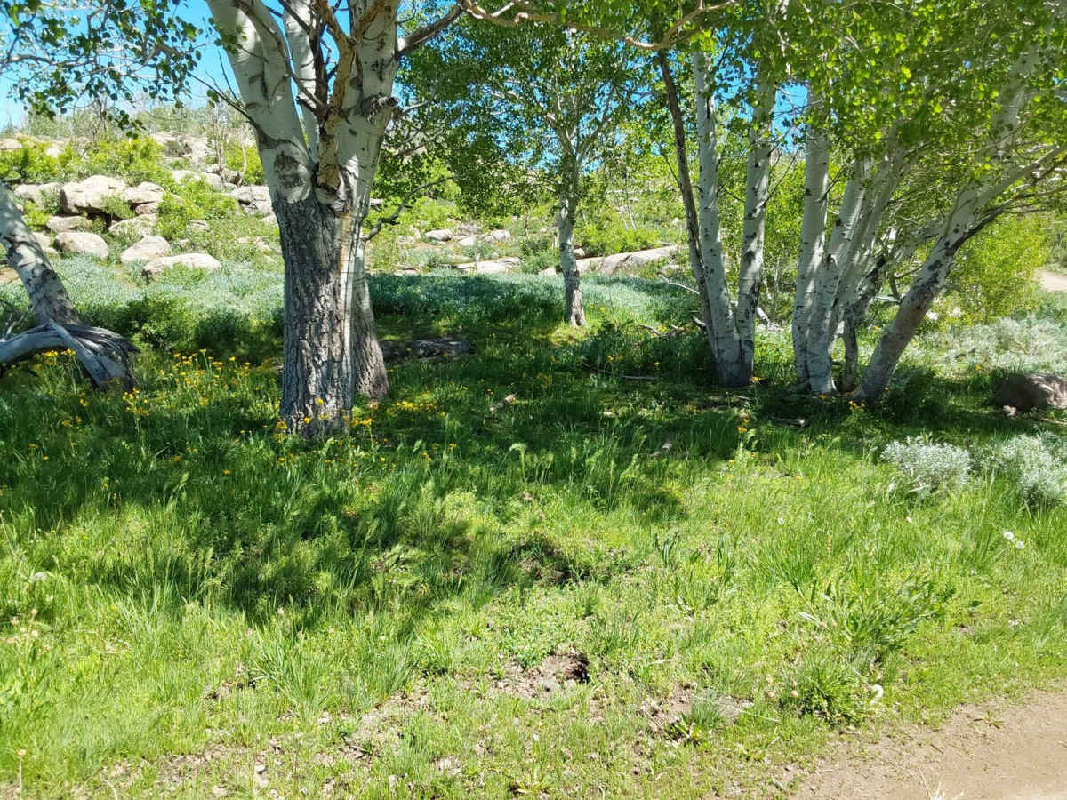 Roy's Elk Bugling Trail photo 5