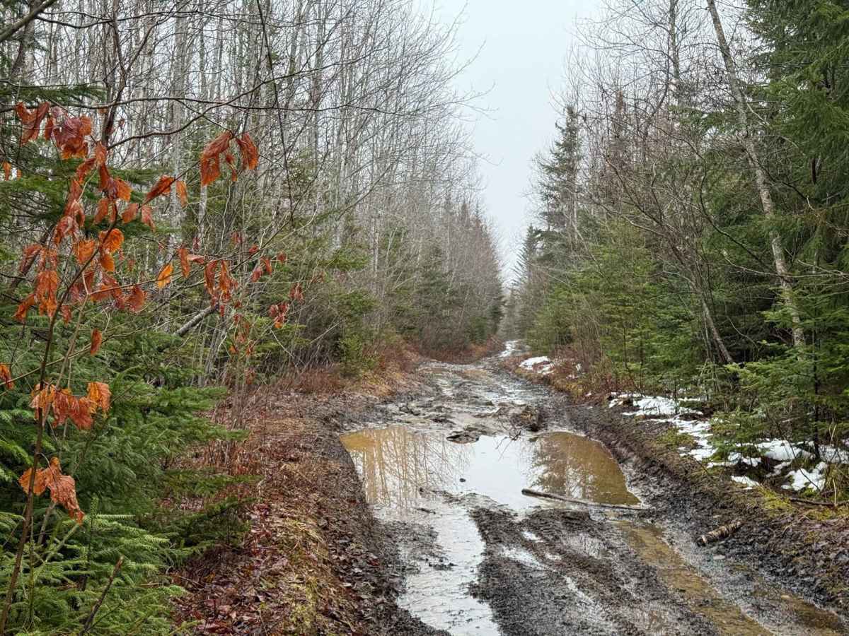 Kavanough Road trail photo