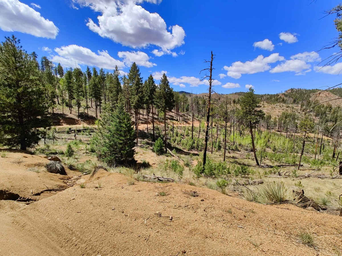 Cedar Mountain Road - Teller County Road 51 photo 5