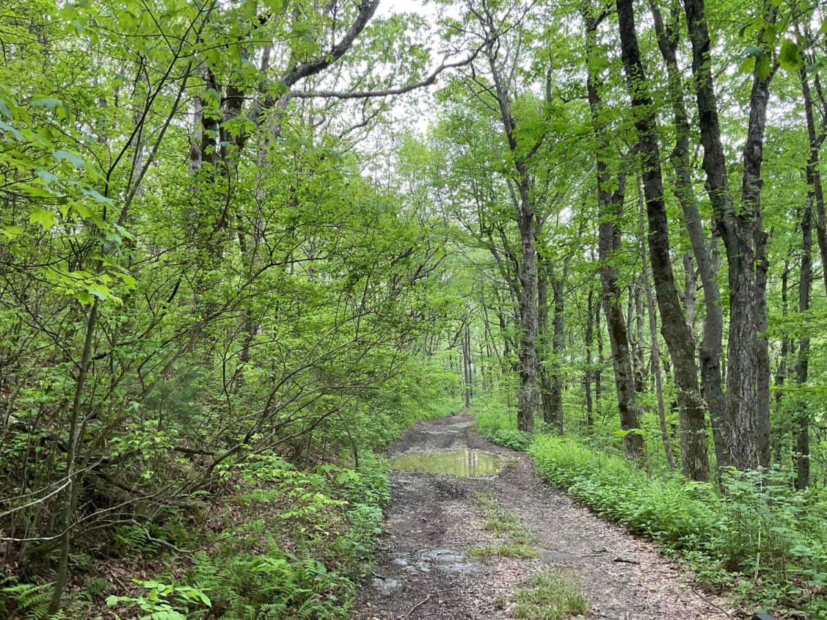 Amicalola Creek - FS 46 photo 4